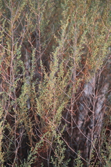 Artemisia arenaria