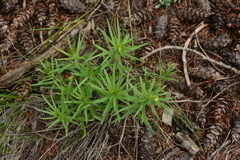 Lithospermum ruderale