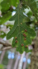Neuroterus numismalis