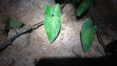 Eumodicogryllus bordigalensis