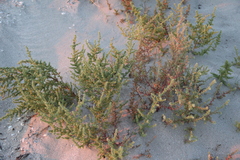Salsola tragus