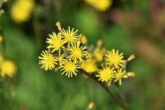Pilosella caespitosa
