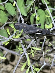 Arphia pseudonietana