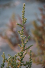 Salsola tragus