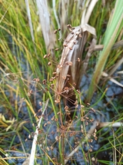 Alisma