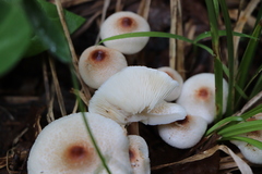 Lepiota cristata