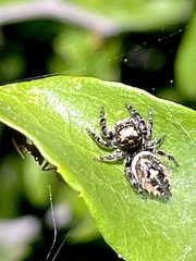 Phidippus californicus