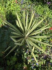 Yucca filamentosa