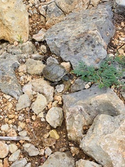 Kinosternon integrum