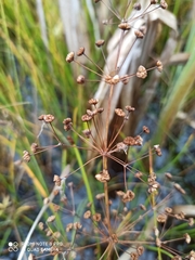 Alisma