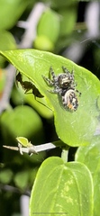 Phidippus californicus