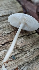Mycena galericulata