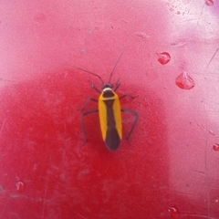 Mabelia columbiensis