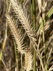 Agropyron cristatum