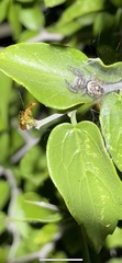 Phidippus californicus