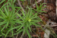 Lithospermum ruderale