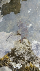 Pelvetia canaliculata