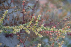 Salsola tragus