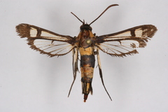 Synanthedon bosqi