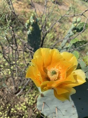 Opuntia
