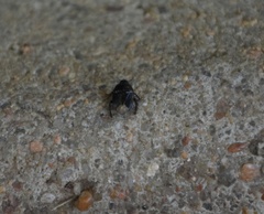 Pangaeus bilineatus