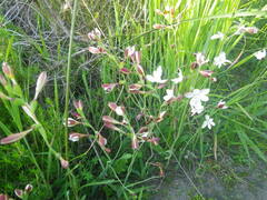 Hesperantha falcata