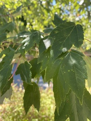 Acer rubrum