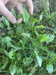 Rumex acetosella