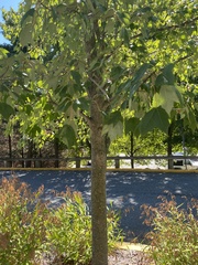 Acer rubrum