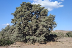 Juniperus macrocarpa