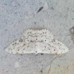 Scopula marginepunctata