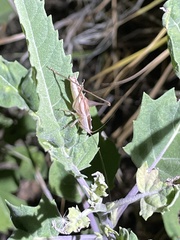 Conocephalus strictus