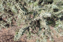 Juniperus macrocarpa