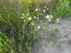 Hesperantha falcata