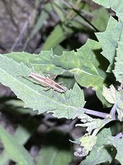 Conocephalus strictus