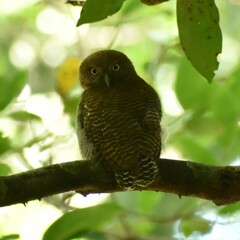 Glaucidium radiatum