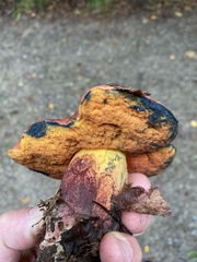 Neoboletus erythropus