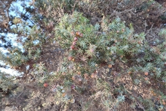 Juniperus macrocarpa