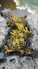 Pelvetia canaliculata