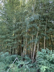 Phyllostachys aurea
