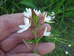 Hesperantha falcata