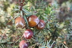 Juniperus macrocarpa