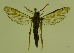 Carmenta basalis