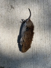 Microtus