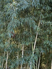 Phyllostachys aurea