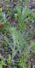 Echium vulgare