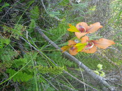 Gladiolus alatus