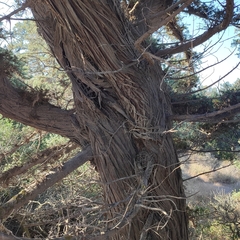 Juniperus macrocarpa
