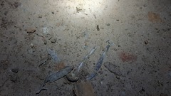 Acrotylus