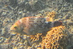 Cheilinus chlorourus